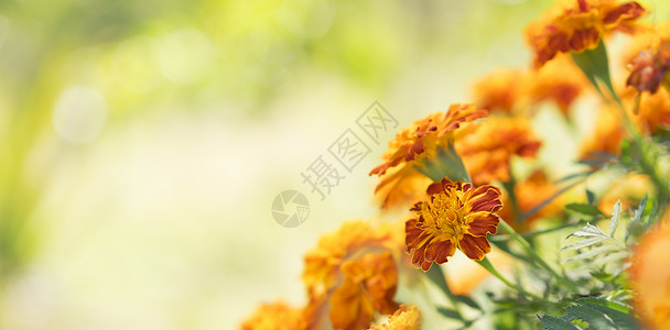 色彩多彩的金色卡通云花 Marigolds 背景背景图片