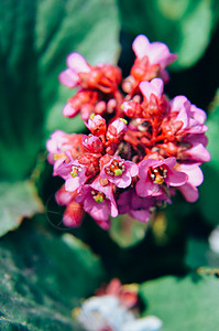 或 badan 开花季节心叶紫色生长宏观花园叶子植物学植物花瓣背景图片