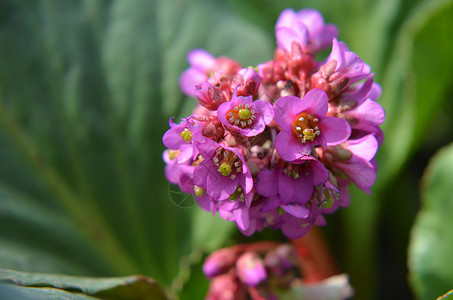 或 badan 开花季节植物生长心叶花园晴天奢华叶子耳朵植物学背景图片