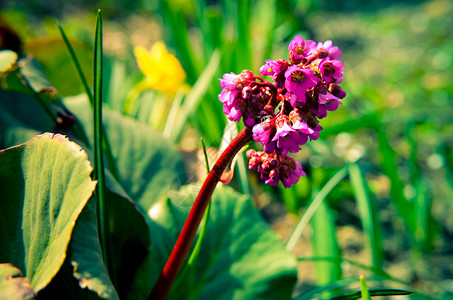 或 badan 开花奢华紫色心叶叶子季节植物群皮革花瓣植物生长背景图片