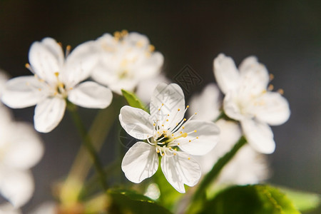 一棵苹果树的白色美丽的花朵 紧贴在温柔的圆珠上樱花生长雌蕊宏观生活叶子花瓣植物学场景寺庙背景图片