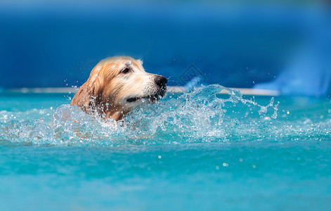 取回金色寻金器带玩具游泳水池宠物小狗哺乳动物动物乐趣精力猎犬背景