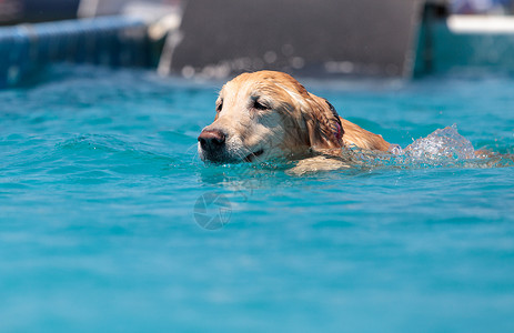 取回金色寻金器带玩具游泳小狗动物哺乳动物精力水池猎犬宠物乐趣背景
