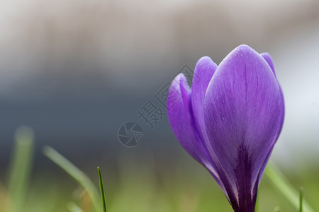 花椰菜花结花背景图片