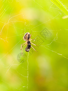 厚嘴蜘蛛猎人蜘蛛在网上与大身体吃苍蝇背景