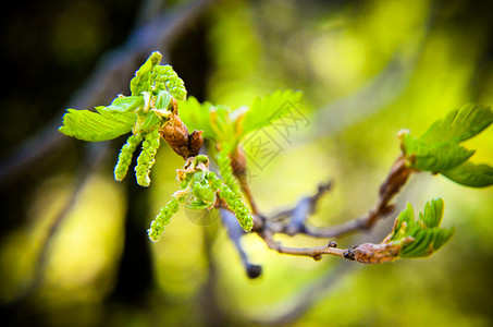 新树在 oa 的春天发芽叶子植物学生活生态森林橡木晴天框架活力植物群背景图片