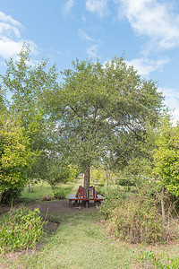 在Genadendal种植的第三代原始梨树背景图片