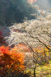 丰田86名古屋 秋天的花园世界游客旅游公园木头地标樱花观光薄雾背景