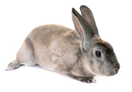 穆雷克斯zibeline 雷克斯兔子黑貂天鹅绒农场灰色宠物动物工作室獭兔乡村背景
