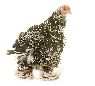 演播室的培金鸡肉农业动物农场母鸡脚鸡白色小鸡乡村黑色家禽背景图片