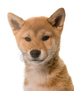 小狗狐狸工作室宠物动物柴犬棕色背景图片
