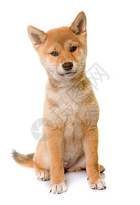 小狗动物棕色狐狸宠物工作室柴犬背景图片