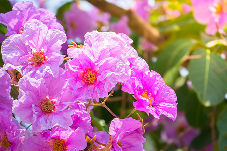 五颜六色的花的背景图片植物群生长植物橙子植物学紫色季节花束礼物花瓣背景图片