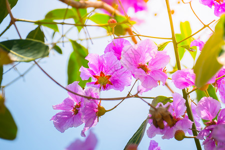 五颜六色的花的背景图片紫色橙子宏观花瓣植物群季节生长植物学植物花束背景图片