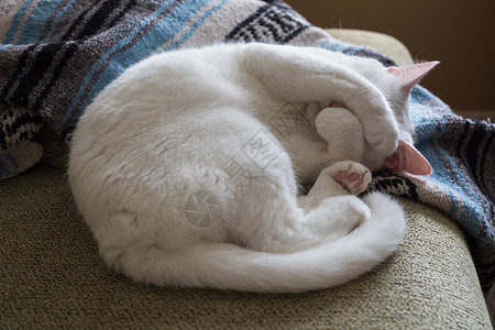 躺着的白猫白猫卷在沙发上软垫恶梦毛皮哺乳动物猫科动物晶须爪子长椅毯子背景