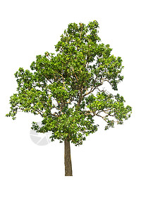 与世隔绝的树 白地上的树 树形物体绿色木头白色森林叶子背景图片