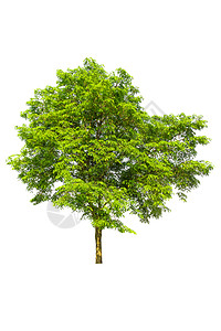 与世隔绝的树 白地上的树 树形物体白色叶子森林绿色木头背景图片