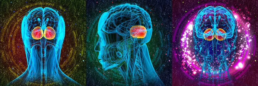 3D 提供人体脑脑医学插图的医学说明解剖学垂体中脑小脑嗅觉大脑髓质脑桥颅骨绳索背景图片