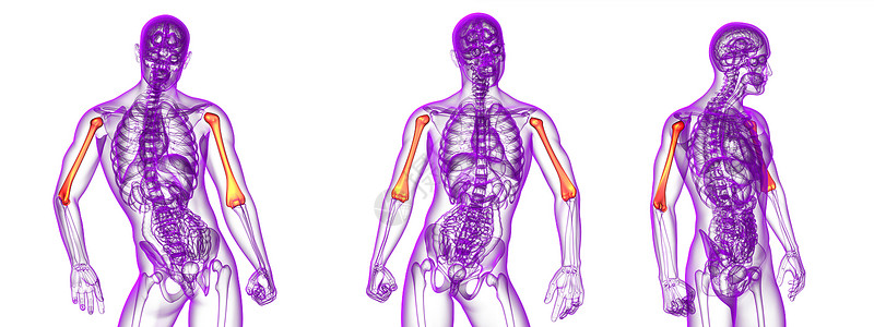 3d 提供人体骨的医学插图手臂黑色渲染身体电脑生物学3d骨头解剖学蓝色背景图片