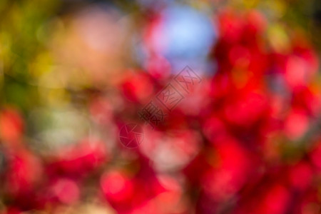 树花的抽象光太阳晴天叶子森林花园红色背景背景图片