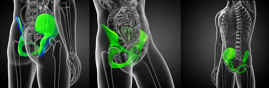 骨骼密度3d 提供骨盆骨骼医学插图软骨子宫关节密度医疗股骨3d渲染背景