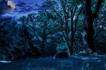 夜间在树荫下放牧林木树木公园场景草地空地衬套植物木头星星土地背景图片
