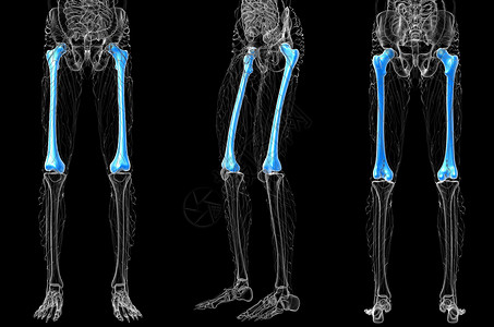 3d 提供大腿骨的医学插图股骨骨骼骨盆3d坐骨指骨颅骨膝盖腓骨髌骨背景