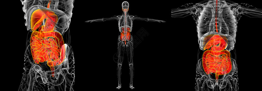 3d 为人类消化系统提供医学说明2d解剖学3d膀胱胰腺胆囊腹部腹痛渲染背景图片