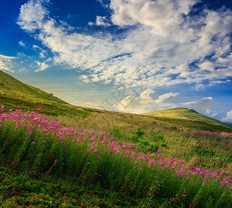 山野花日出时山顶高山顶的高野花背景