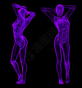 3d 说明女性解剖术渲染骨骼冒号脊柱骨头肋骨解剖学器官3d插图背景图片