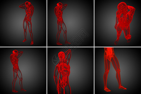 3d 提供人体解剖医学图解骨头渲染冒号椎骨器官骨骼3d身体背景图片