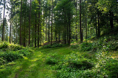 在树荫下 以林为护林者草地土地木头植物空地衬套绿色环境场景白色背景图片