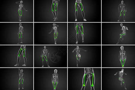 骨骼医疗3d 提供大腿骨的医学插图骨骼颅骨髌骨渲染胫骨膝盖坐骨腓骨指骨解剖学背景