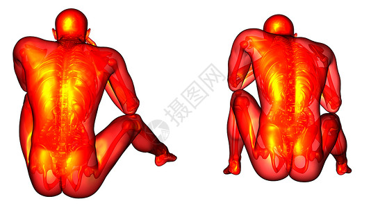 身体图解的3d 提供人体解剖医学图解椎骨骨头器官骨骼身体3d渲染冒号背景