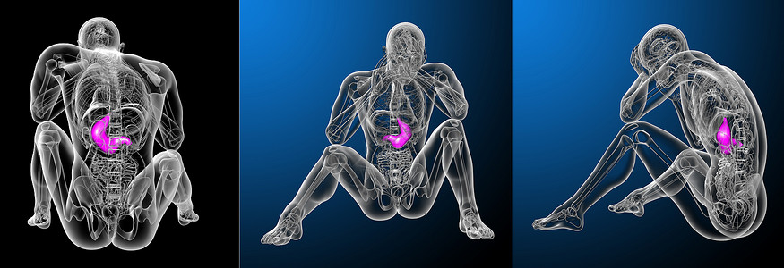 3 d 提供胃部医疗插图3d器官生物学腹部渲染解剖学背景图片