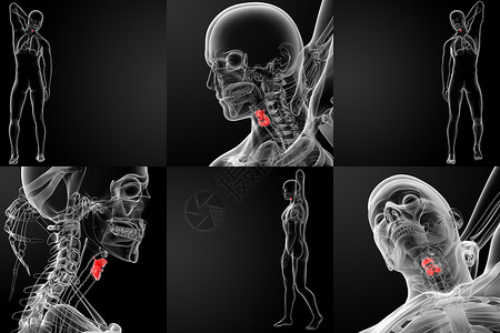 3d 提供男性喉的医学插图高清图片