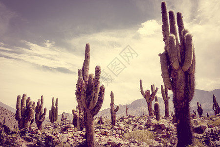 仙人掌动漫化阿根廷沙漠中的巨型仙人掌植物旅游倒钩天空热带蓝色场地环境旅行岩石背景