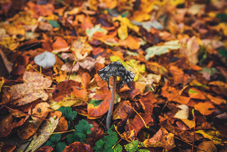 森林里的花生蘑菇季节林地墨水植物群荒野植物猕猴桃鸡粪毒菌苔藓背景