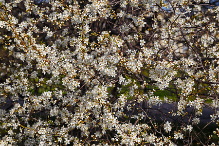 白樱花 春天开花背景白色花园植物晴天公园季节背景图片