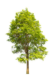 与世隔绝的树 白地上的树 树形物体木头白色森林绿色叶子背景图片