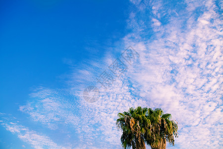 棕榈树对蓝天气候植物旅行天空日落蓝色热带假期摄影背景图片