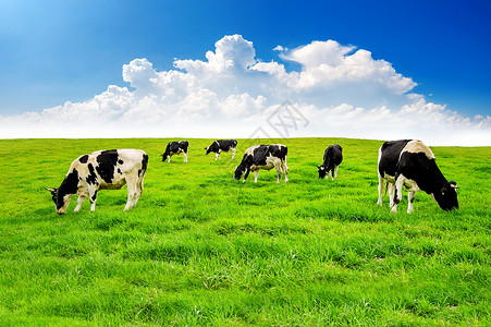 牛在绿地上场地动物草原牛奶家畜草地哺乳动物环境母牛乳房背景图片