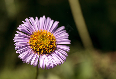 紫蓬雏菊野花 灯盏花花园紫花花瓣植物灯盏花树叶高清图片