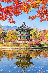 丰庆湖畔绿萼梅秋天在韩国的庆布京和梅普林黄色花园橙子丛林风景森林热带叶子公园树干背景