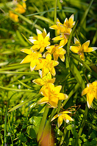 黄色盛开小野花春天在乌拉尼亚公园生长的许多野黄小郁金香植物学花药奶黄色荒野雌蕊野花漏洞失败摄影半翅目背景