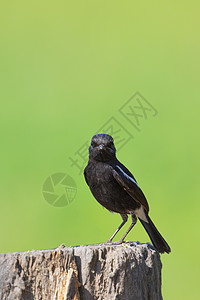 自然背景上的鸟黑图像 萨克斯草原男性警报野生动物荒野衬套翅膀国家动物群记事本背景图片