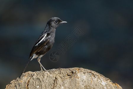自然背景上的鸟黑图像 萨克斯枝条眼睛草原男性动物飞行鸟类警报羽毛热带背景图片