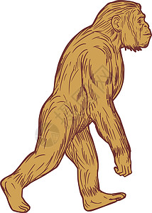 格拉森Habilis漫步边绘画猿猴动物插图画线灵长类艺术品部落人族墨水能人插画