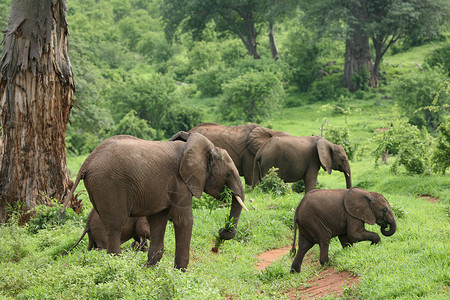 非洲博茨瓦纳草原的野生大象大象大草原旅行国家獠牙荒野哺乳动物野生动物风景厚皮动物背景图片