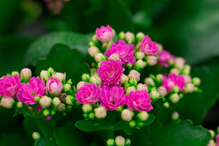 绿色植物粉红花花的花朵背景背景图片